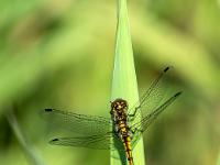 Wanderlibelle auf einem Schilfblatt